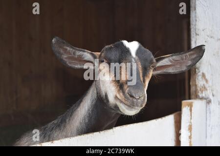 Tête de chèvre avec de grandes oreilles piquant hors de la grange sur la ferme de savon de lait de chèvre Banque D'Images