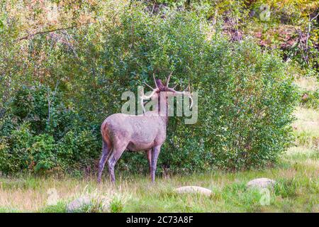 Wapitis ou Wapity (Cervus canadensis) sale mangeant des feuilles. Parc national Jasper. Rocheuses canadiennes. Alberta. Canada Banque D'Images