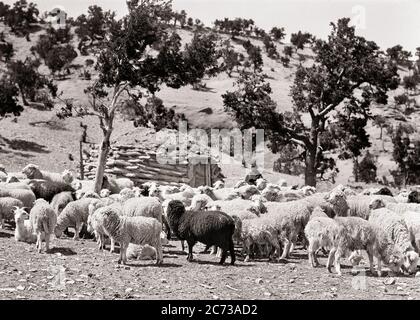 ANNÉES 1930 TROUPEAU DE MOUTONS NOIRS ET BLANCS ÉLEVÉS PAR LES INDIENS NAVAJO NATIFS AMÉRICAINS POUR LE BÛCHER DE LAINE HOGAN FEMME BERDESS EN B/G - S4111 HAR001 HARS AMÉRIQUE DU NORD ET EXTÉRIEUR TROUPEAU UTILISÉ RÉSERVATION AMÉRINDIEN SUD-OUEST AMÉRICAIN NATIF BERDESS NOIR ET BLANC HAR001 HOGAN INDIGÈNE ANCIEN STYLE DU SUD-OUEST Banque D'Images