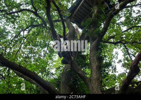 Denham, Royaume-Uni. 13 juillet 2020. Un activiste de la rébellion HS2 monte jusqu'à une maison d'arbres au camp de protection Denham. Le camp a été créé par les activistes afin d'essayer d'empêcher la destruction des bois pour la liaison ferroviaire à grande vitesse HS2 de 106 milliards de livres sterling, qui restera un contributeur net aux émissions de CO2 pendant sa durée de vie prévue de 120 ans. Crédit : Mark Kerrison/Alamy Live News Banque D'Images