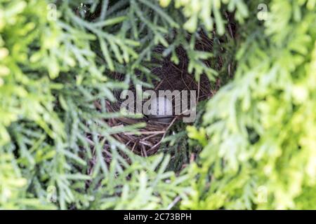 Nest à petits oiseaux avec œuf caché dans l'arbre Banque D'Images