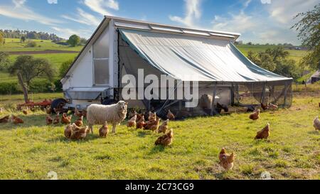 Élevage de poulet avec Hen House portable et des moutons sur les prés en allemagne, Hesse. Banque D'Images