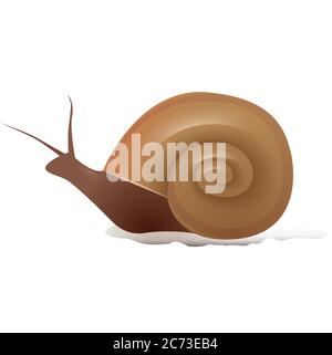 Illustration vectorielle d'un escargot Marisa. L'objet est séparé de l'arrière-plan Illustration de Vecteur