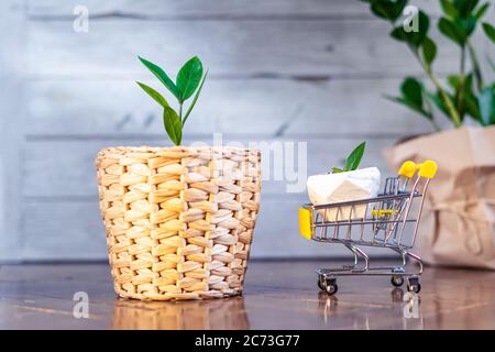 Germe d'une grande et petite plante de Zamioculcas en osier pot et chariot se tient sur fond de bois à la maison. Jardinage à la maison. Banque D'Images