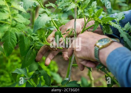 hommes adulte pincez et retirez les sucettes de la plante de tomate Banque D'Images