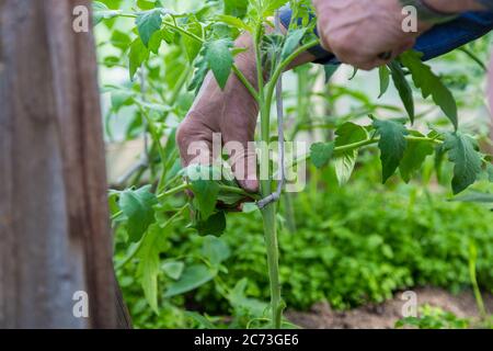 hommes adulte pincez et retirez les sucettes de la plante de tomate Banque D'Images