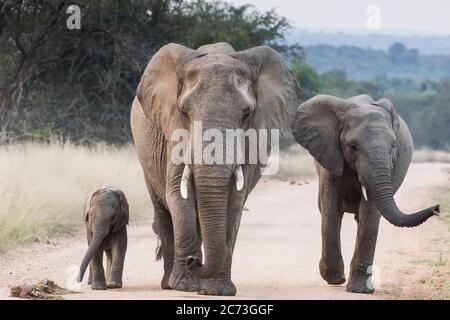 Éléphants marchant avec un veau, sur la route, Parc national Kruger, province de Mpumalanga, Afrique du Sud, Afrique Banque D'Images