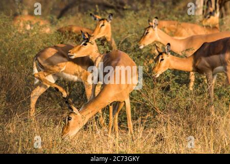 Impala troupeau manger dans la brousse, Parc national Kruger, province de Mpumalanga, Afrique du Sud, Afrique Banque D'Images