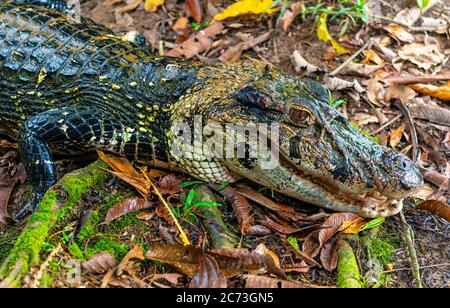 Un caïman noir (Melanosuchus niger) à col ouvert et à mâchoire dans le bassin de la forêt tropicale de l'Amazone en Équateur, le parc national de Yasuni. Banque D'Images