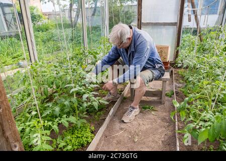 hommes adulte pincez et retirez les sucettes de la plante de tomate Banque D'Images