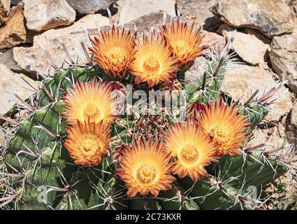 gros plan sur le sommet d'un cactus de l'Arizona Barrel avec huit fleurs jaunes et rouges parmi des épines à crochet de poisson dans un jardin de roche Banque D'Images