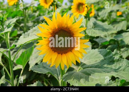 De grandes fleurs de tournesol jaunes ont fleuri sur un champ de ferme. Les abeilles collectent le pollen par jour d'été. Industrie agricole, production d'huile de tournesol, miel Banque D'Images