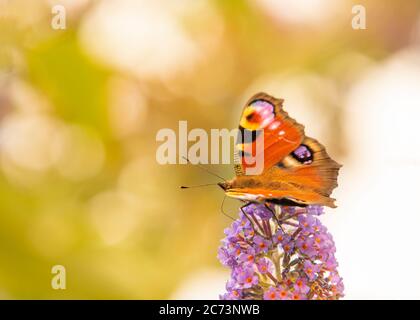 Peacock Butterfly, perché sur un arbuste dans un jardin britannique, Bedfordshire, juillet 220 Banque D'Images