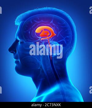 illustration médicale de rendu 3d de l'anatomie des ventricules cérébraux mâles Banque D'Images