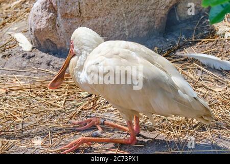Africian spoonbill assis, dormant au soleil Banque D'Images