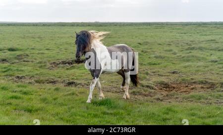 Cheval islandais avec de longs cheveux galonnant sur un champ vert, Islande Banque D'Images