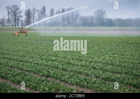 Système d'irrigation sprinkleur dans un champ de tulipes aux pays-Bas au début du printemps. L'eau est pompée d'un fossé. Vaporiser de l'eau sur un champ Banque D'Images