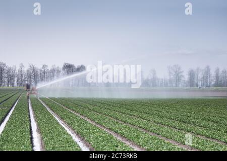 Système d'irrigation sprinkleur dans un champ de tulipes aux pays-Bas au début du printemps. L'eau est pompée d'un fossé. Vaporiser de l'eau sur un champ Banque D'Images