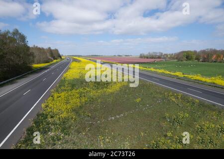 Paysage avec des routes entre de beaux champs de colza jaune aux pays-Bas. Il est plutôt calme sur la route associée à la crise corona loc Banque D'Images