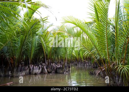 La visite unique et traditionnelle du coracle dans le village de la forêt de noix de coco de Bay Mau, Vietnam Banque D'Images