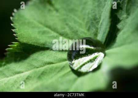 Goutte d'eau sur les feuilles d'un manteau de Dame ou d'un mollis d'Alchemilla. Profondeur de champ étroite, vue très rapprochée Banque D'Images