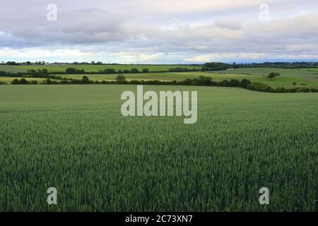 Paysage agricole avec champs de blé et ciel bleu avec divers nuages près de Sedgefield, comté de Durham, Angleterre, Royaume-Uni Banque D'Images