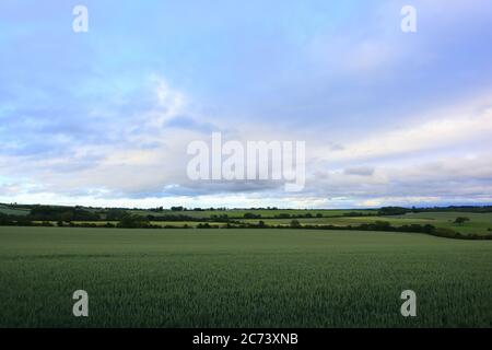 Paysage agricole avec champs de blé et ciel bleu avec divers nuages près de Sedgefield, comté de Durham, Angleterre, Royaume-Uni Banque D'Images