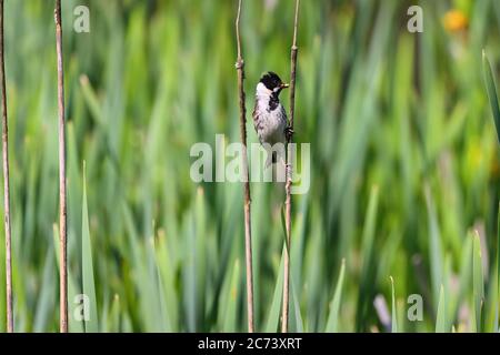 Un mâle Reed Bunting perchée sur un roseau lors d'une journée ensoleillée dans le comté de Durham, Angleterre, Royaume-Uni Banque D'Images