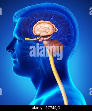 Médicalement en rendu 3d illustration précise de l'intérieur l'anatomie du cerveau Banque D'Images