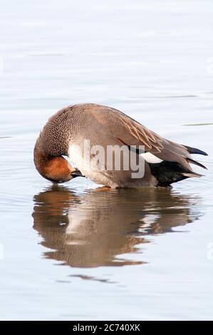 Gadwall, Mareca strespera, plumage de nettoyage pour hommes. Banque D'Images