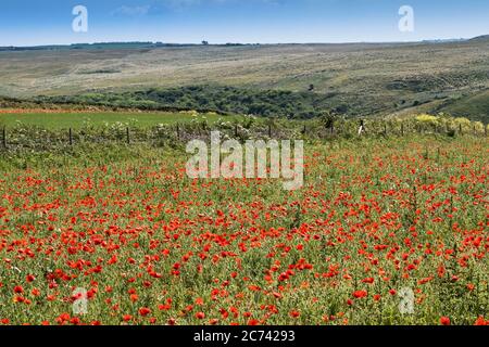 La vue spectaculaire des rhoeas de Poppies communes qui poussent dans un champ dans le cadre du projet de champs arables sur Pentire point West à Newquay en Cor Banque D'Images