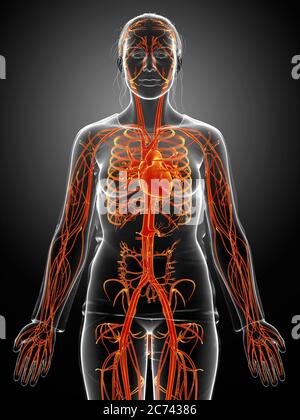 illustration médicale précise en 3d du cœur femelle orange mis en évidence Banque D'Images