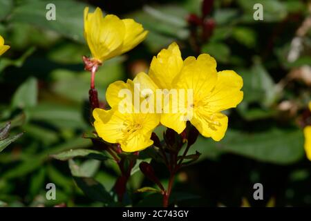 Oenothera fruticosa subsp.glaua Erica Robin Sundrops glaçous soir Primrose fleurs jaunes Banque D'Images