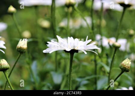 Leucanthemum - marguerite dans la vue latérale dans le lit de fleurs Banque D'Images