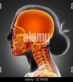 crâne mis en évidence par une illustration médicale précise et rendue en 3d Banque D'Images