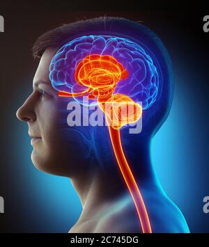 Médicalement en rendu 3d illustration précise de l'intérieur l'anatomie du cerveau Banque D'Images