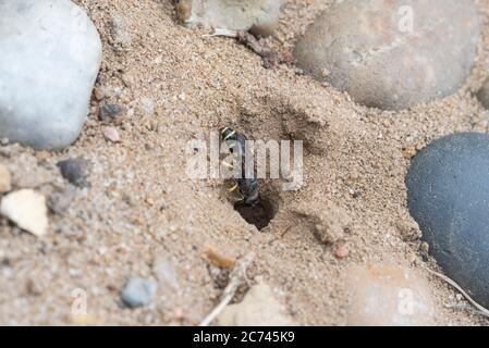 Guêpe Digger à queue de sable (Cerceris arenia) qui pénètre dans un trou de nidification Banque D'Images