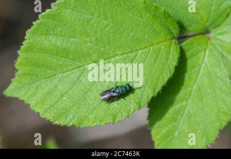 Guêpe à queue de rubis (Chrysis sp) reposant sur une feuille Banque D'Images