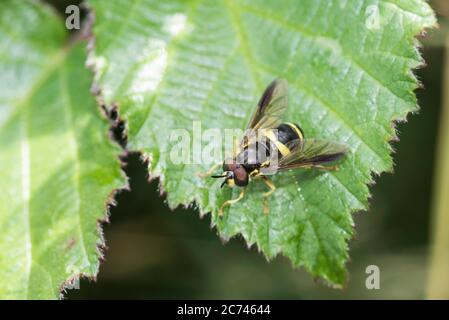 Deux bandes de Chrysotoxum bicinctum Hoverfly (WASP) Banque D'Images