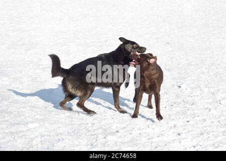 Multibred DIG et labrador Retriever jouent dans le parc d'hiver. Animaux de compagnie. Chien de race. Banque D'Images