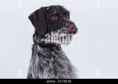 Portrait de deutsch drahthaar gros plan. Animaux de compagnie. Chien de race. Banque D'Images