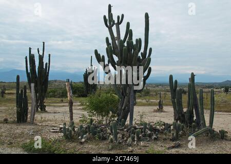 Plantes de cactus dans le désert de Tatacoa en Colombie Banque D'Images