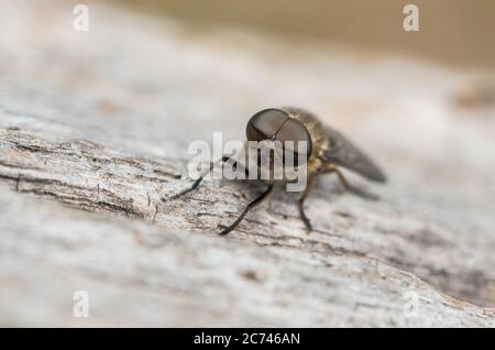 La mouche à cheval (Tabanus bromius) perchée sur une clôture en bois Banque D'Images