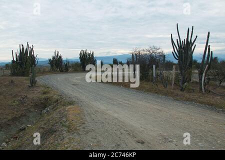 Plantes de cactus dans le désert de Tatacoa en Colombie Banque D'Images