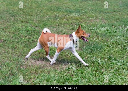 Le chiot basenji est mignon et court sur une herbe verte dans le parc d'été. Animaux de compagnie. Chien de race. Banque D'Images