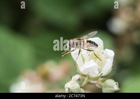 Hoverfly (Eristalis pertinax) Banque D'Images