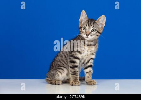 Magnifique chaton gris sur fond bleu Banque D'Images