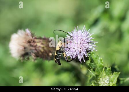 Beetle à long corne tacheté (Rutpela maculata) sur une fleur de chardon Banque D'Images