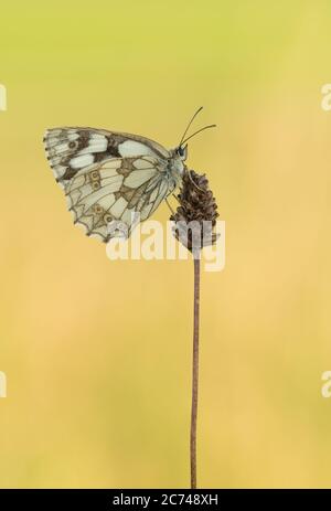 Une femelle papillon blanc marbré (Melanargia galathea) qui rôde sur la tête de fleurs. Banque D'Images