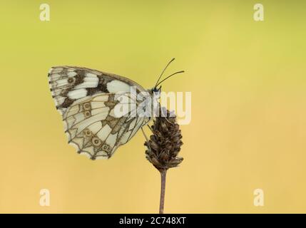 Une femelle papillon blanc marbré (Melanargia galathea) qui rôde sur la tête de fleurs. Banque D'Images